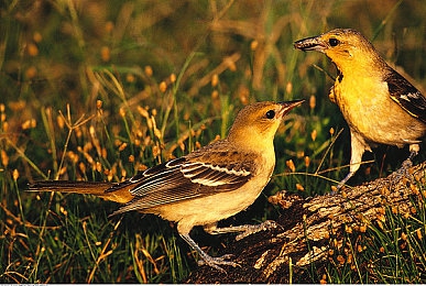 撸撸｜指尖激战，古战场策略新篇章-2