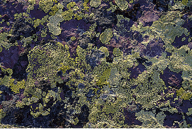 桃花直播免费观看|花海直播,免费观澜,春意盎然-2