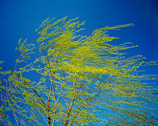 黄app下载3.0.3每天无限｜“黄app”3.0.3版无限下载功能引热议：便利与争议并存，用户体验与质量平衡待考