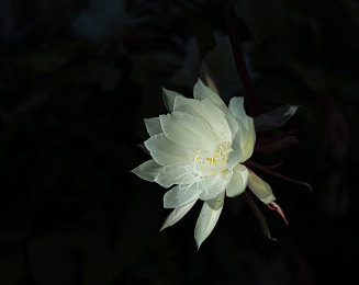 日本16岁macbook｜日本16岁MacBook引领潮流：年轻科技宠儿，高效设计利器-1