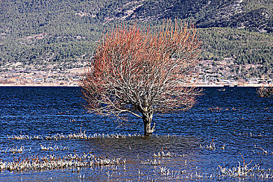 蜜桃视频直播APP｜新兴直播平台崭露头角，蜜桃视频引领热潮-2