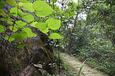 绿巨人www|“绿巨人www引领绿色能源革命:揭秘互联网赋能下的新趋势与无限可能”-1