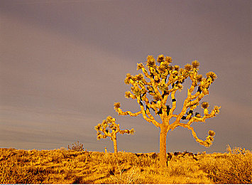 黑料布打样｜时尚创意工坊：黑料布打样，设计新境界-1