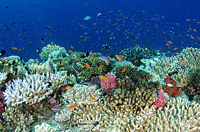 麻花天美星空｜星空下的美食奇遇：麻花天美星空的独特魅力