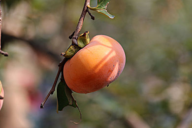 《八尺夫人满天星》｜逆境崛起：八尺夫人逐梦之旅-1