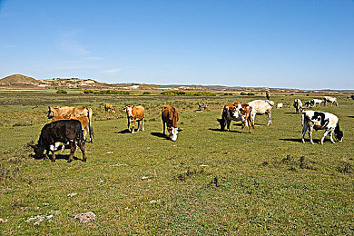 浓毛大泬近距离特写|网络风暴:真相与责任,揭开“浓毛大泬”谜团-1