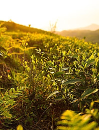 迪丽热巴被操｜奇幻迪丽冒险记：解锁神秘世界攻略之旅-2