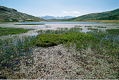 黄色软件链接｜黄色软件泛滥引发隐私泄露与青少年危机-1