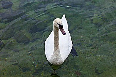 美女扒开内 看个够动漫app｜“美女扒开内看个够”APP：动漫与美女的完美融合，引领动漫文化新潮流-2