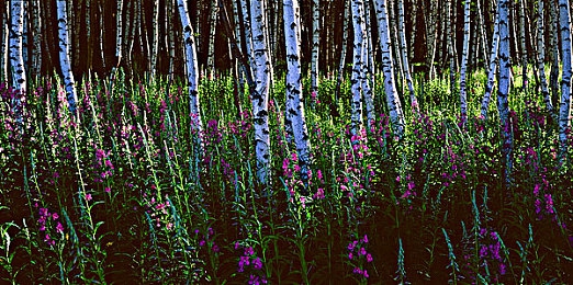 男生和女生差差差的软件|性别差异大揭秘,沟通桥梁,了解彼此新视角-1