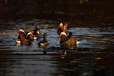 17c黑料泄密在线系列｜揭示真相，畅游信息海洋——掌握17c黑料泄密在线秘境