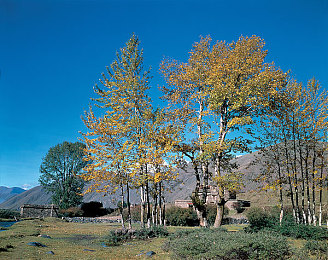 妽妽让我高潮了三次｜心灵共鸣的音乐旅程，感受激情与生命