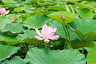 黄色网页入口｜清朗网络，共筑青春防线-3