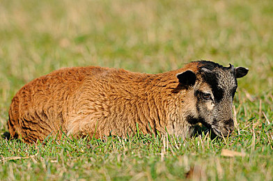 成全动漫在线高清资源 动漫｜动漫世界的探索旅程，保护原创与文化传承