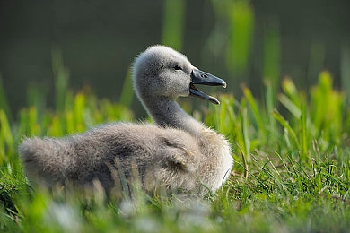 黄色软件大全下载3.0.3每天无|揭秘下载暗流:警惕“黄色软件大全”潜藏风险,守护纯净网络环境-1