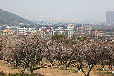 黑料吃瓜｜网络“吃瓜”热潮：好奇心与道德边界共舞-1