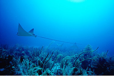 一小孩和他妈妈摘萝卜｜亲子时光：小孩与妈妈田间摘萝卜，共享丰收喜悦与劳动快乐-1