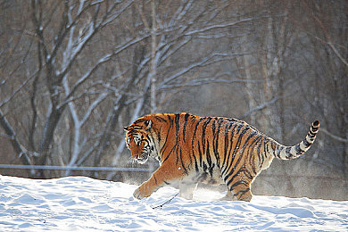 91刺激｜挑战极限，沉浸虚拟，体验非凡刺激之旅-1