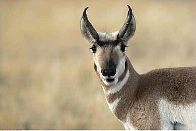 黑料导航｜网络隐私守护战：揭秘“黑料导航”的阴影与对策