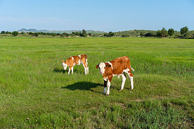 沉淀十年只做经典｜十年匠心磨一剑，经典之作惊艳市场引热议-2