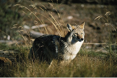 无尽 山雀 动漫 得到｜挑战梦想，青春燃情——无尽山雀动漫之旅-1
