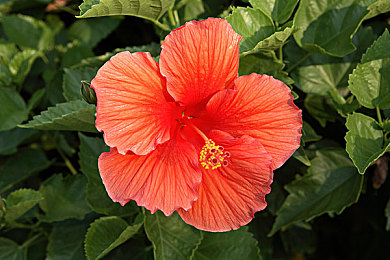 日操夜操|揭秘高效工作秘诀:“日操夜操”助你职场飞跃-2