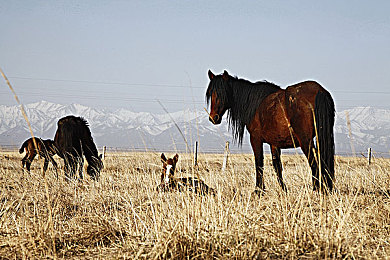 lisaann黑人巨鞭大战｜网络直播争议风波：Lisaann巨鞭大战，揭秘监管缺失与青少年保护挑战-2