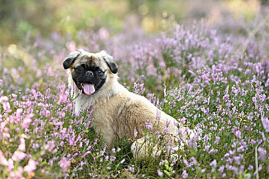 雷电将军被 乳液狂飙｜二次元搞笑瞬间，乳液喷溅成就“雷电将军”新技能-2