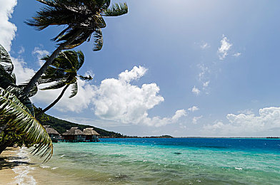 51楼凤｜都市51楼：凤舞云端，梦想与现实的抉择