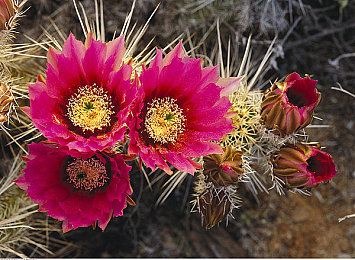兽娘通信～牛娘贝尔分集剧情｜牛娘贝尔奇幻冒险，友谊勇气共成长-2