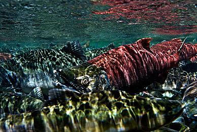 黄色软件免费下载3.0.3每天无限次vivo版破大全视频|vivo专属:免费畅享,海量高清视频盛宴攻略揭秘-3