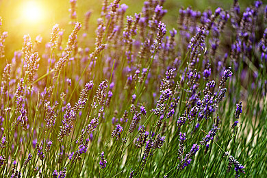 AⅤ猎奇AV网爆黑料｜网络风暴：揭秘“AⅤ猎奇AV”网站娱乐圈黑料漩涡