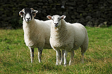 直播成品人直播app下载|直播盛宴,互动无限,体验真实魅力-1