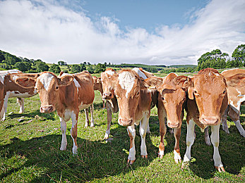 枫花恋被变态上司长腿OL｜职场甜蜜碰撞：变态上司与长腿OL的浪漫旅程-2