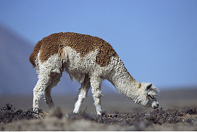 精油按摩少妇高潮|精油按摩引发热议女性性健康话题再度升温-1