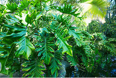 露胸软件|网络道德风暴:揭秘“露胸软件”,守护清朗网络空间-1