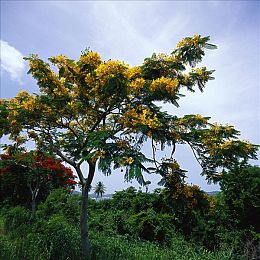 私密直播全婐APP|私密直播新境界,全婐APP畅享安全互动-2