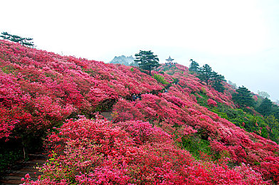 原始生存21天破解6068|挑战极限,破解生存密码:揭秘“原始生存21天破解6068”极限生存挑战活动-1
