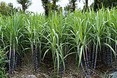 美丽姑娘视频在线观看免费高清版电视剧｜虚拟现实交织，沉浸式影视游戏体验