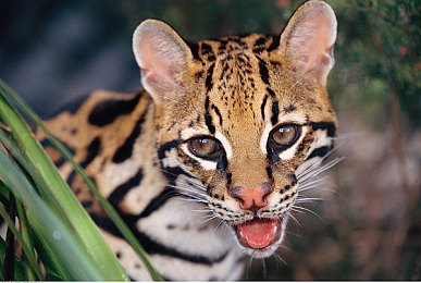 国产精品秘 入口牛牛｜创新风味引领潮流，国产零食“入口牛牛”走红市场-3