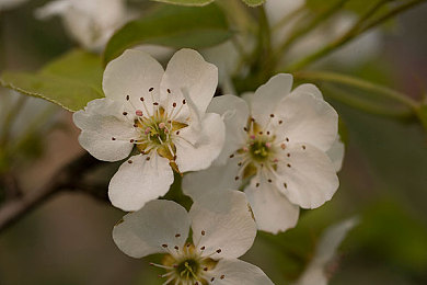大学篮球体育飞机网站｜篮球飞翔，挑战极限，多维竞技体验