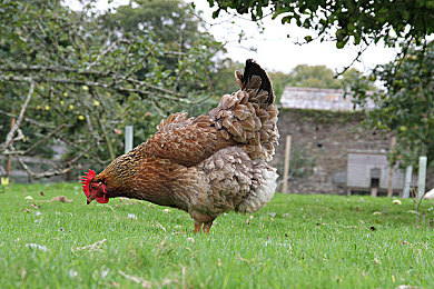 甜橙直播|甜橙直播崛起:个性化直播体验引领潮流,打造新媒体互动新风尚-2