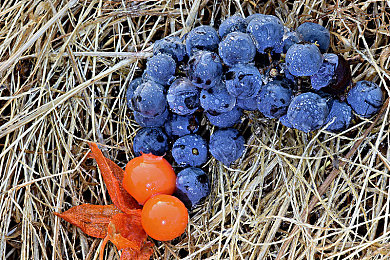 吃瓜 黑料 91 海角|真相迷雾:吃瓜侦探解密91海角之谜-2