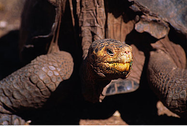 黄色软件大全免费3.0下载｜网络安全警报：揭秘“黄色软件大全免费3.0”恶意陷阱-1