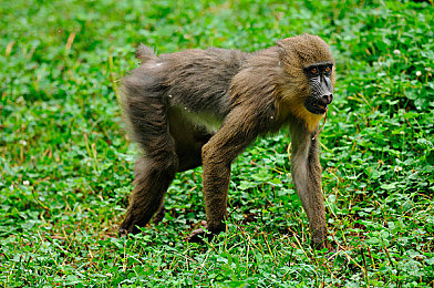 国产精品ⅴ果冻传媒软件功能｜科技时代的社交娱乐平台探秘之旅