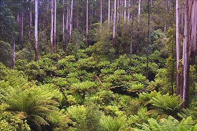 巴西肥腎大腚BBW｜巴西BBW传奇：热情包容，探寻独特魅力-2
