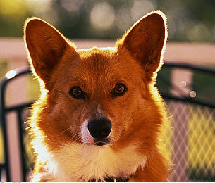 51张警犬9分10秒头撞玻璃|警犬危机:9分10秒的玻璃撞击,揭秘训练安全困境-1