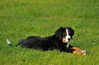 人狗company limited|宠物欢乐互动乐园,智能陪伴新体验-3