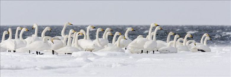 成人免费视频｜成人内容探秘之旅，海量资源随心享-4