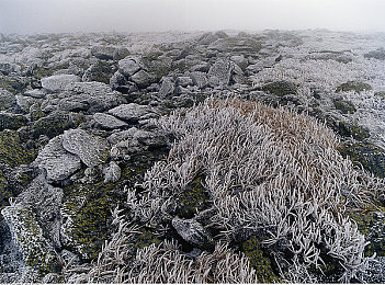 苹果直播｜苹果直播横空出世，引领直播新潮流，技术革新重塑用户体验-3